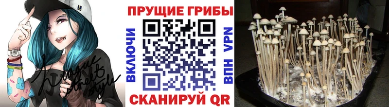 дарнет шоп  Уяр  Псилоцибиновые грибы мухоморы 